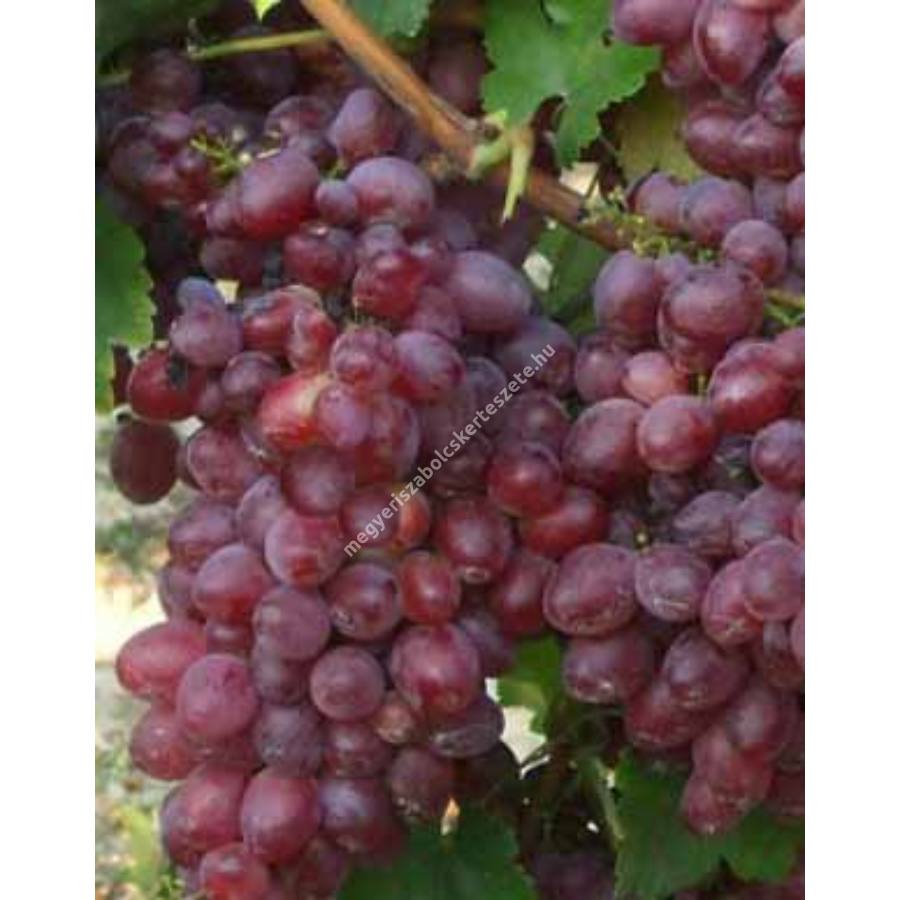  anita szőlő